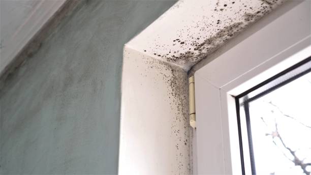Trusted Suny Oswego, NY Mold Removal Experts