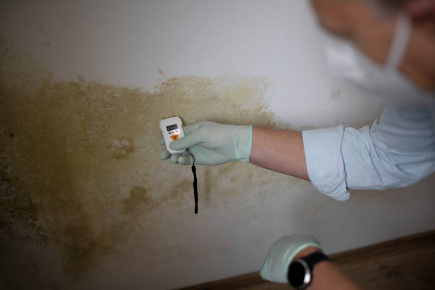 Best Mold Remediation  in Su Oswego, NY