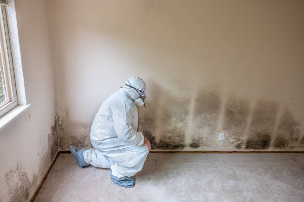 Attic Mold Removal in Suny Oswego, NY