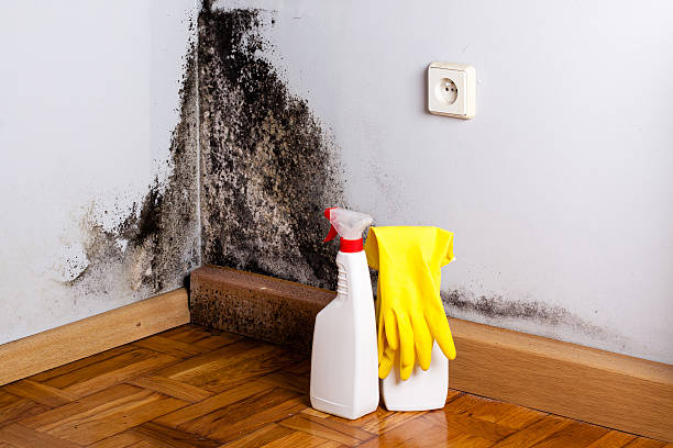 Best Certified Mold Removal  in Su Oswego, NY