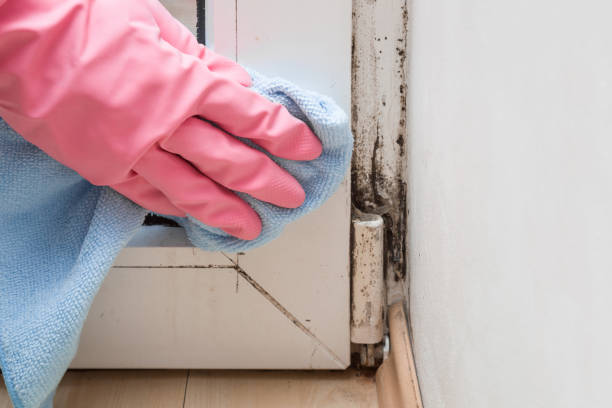 Best Mold Damage Repair  in Su Oswego, NY